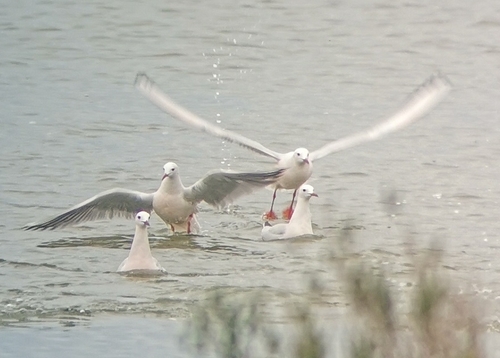 Slender-billed Gull (Chroicocephalus genei), photo 3