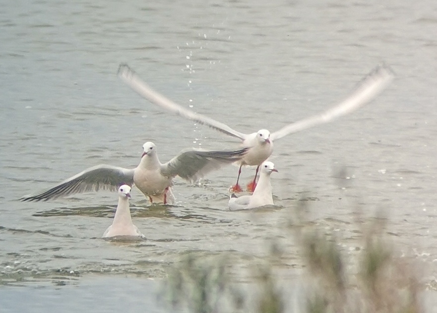 Slender-billed Gull (Chroicocephalus genei), photo 3