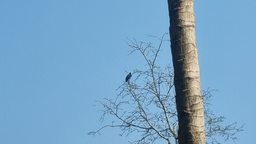 iNaturalist: (c) quyquyx, some rights reserved (CC BY-NC) iNaturalist image