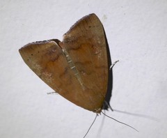 Austrocarea iocephala