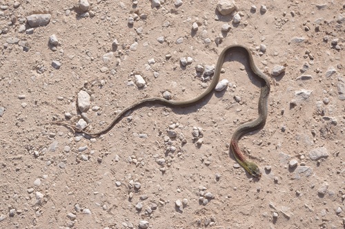 Siamese Red-necked Keelback