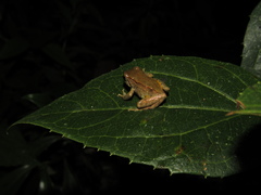 Pristimantis erythropleura
