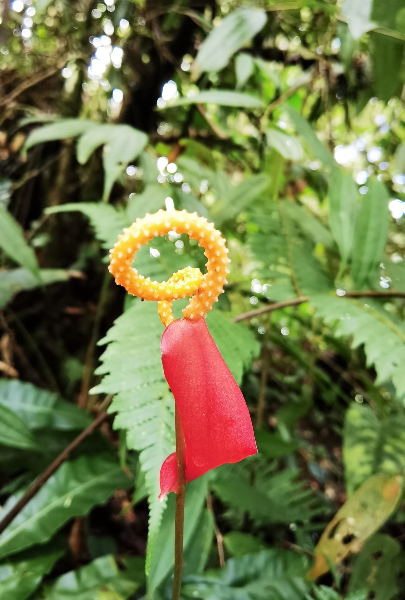 Flamingo flower