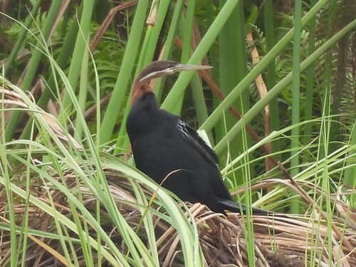 iNaturalist: (c) Richard Johnstone, some rights reserved (CC BY-NC), uploaded by Richard Johnstone iNaturalist image