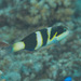 Blackbarred Wrasse - Photo (c) Mark Rosenstein, some rights reserved (CC BY-NC-SA), uploaded by Mark Rosenstein