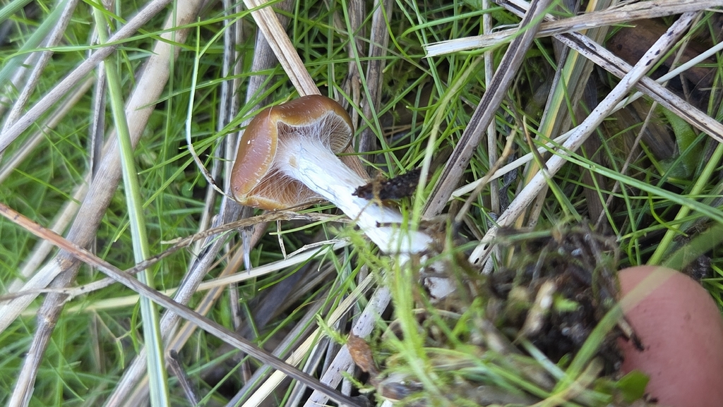 Psilocybe cyanescens · January 2026 · photo: © bryce_john (iNaturalist, CC)