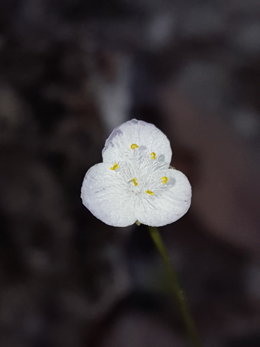 Dotted bridalveil (Gibasis pellucida)