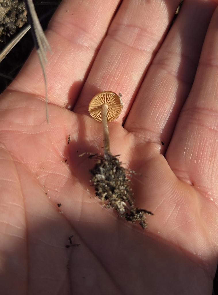Psilocybe cyanescens · January 2026 · photo: © bryce_john (iNaturalist, CC)