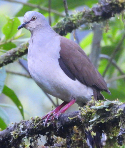 Pallid Dove (Leptotila pallida)
