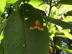 Polygrammodes ponderalis