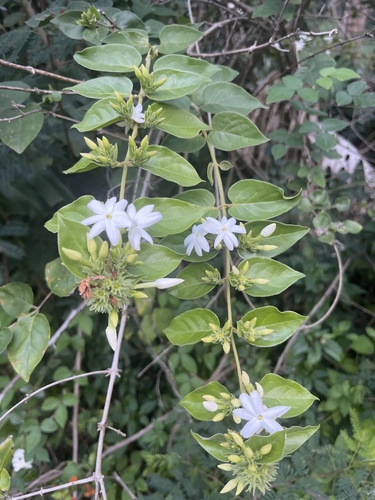 Jasminum multiflorum observed 2026-01-19