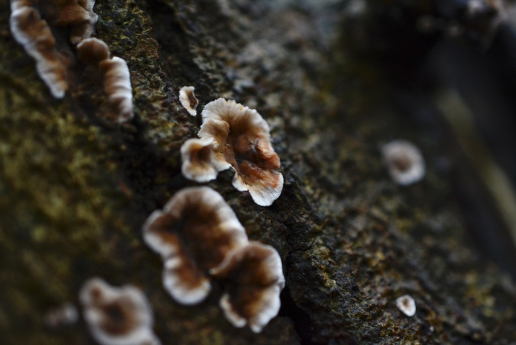 Stereum gausapatum · January 2026 · photo: © cryptomarasmius (iNaturalist, cc-by)
