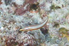 Hologymnosus doliatus