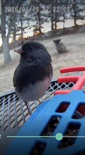 Dark-eyed Junco