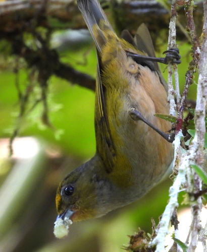 Orange-bellied Euphonia (Euphonia xanthogaster), photo 2