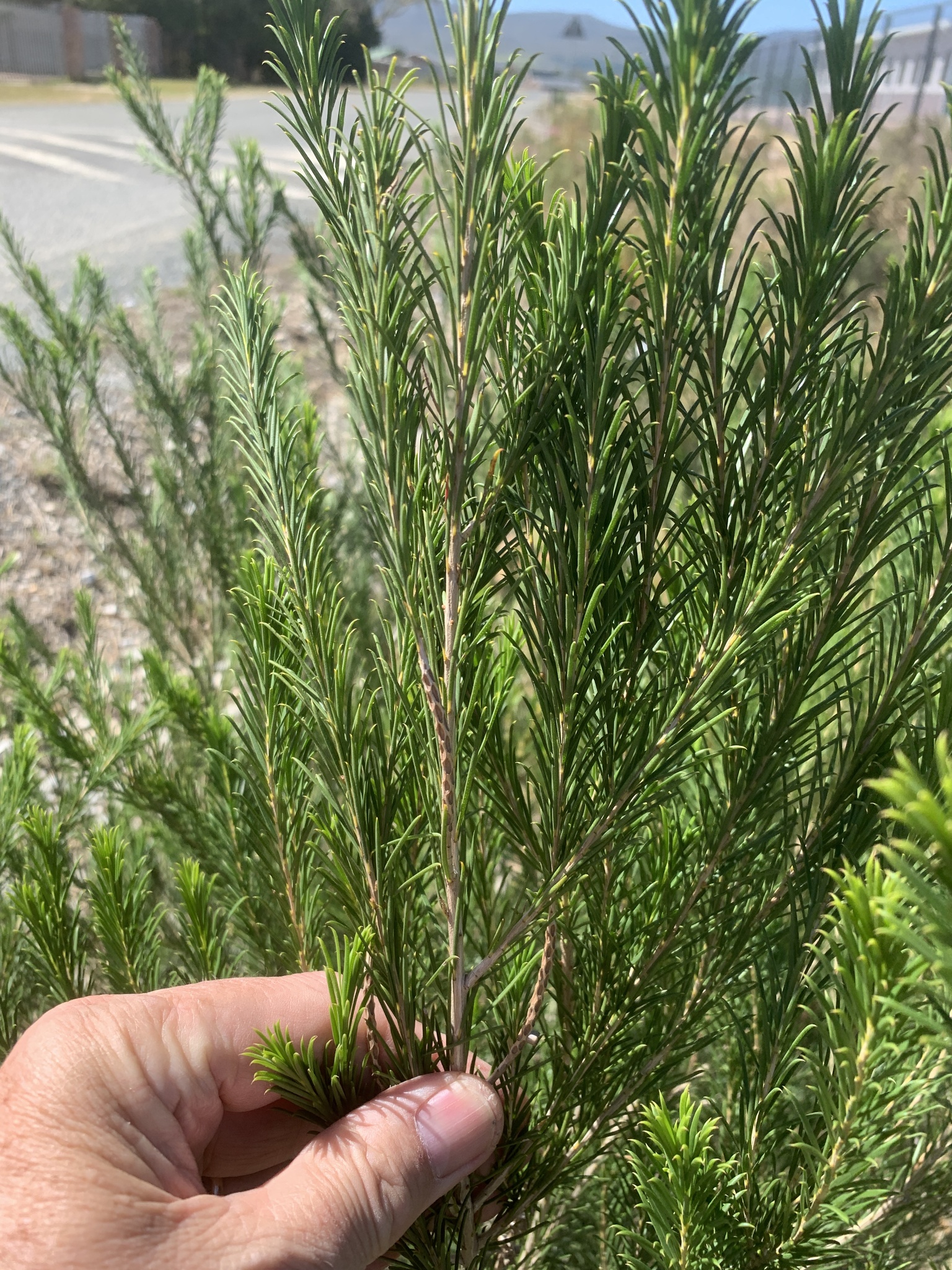 Bracelet Honey-Myrtle (Melaleuca armillaris)