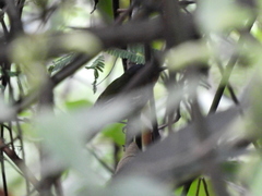 Poecilotriccus plumbeiceps