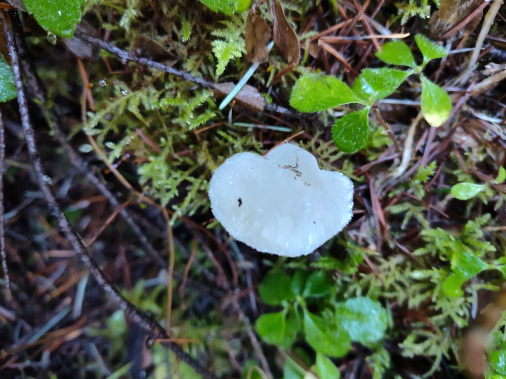 Pseudohydnum gelatinosum · January 2026 · photo: © stillandrew (iNaturalist, cc-by)
