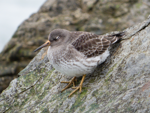 Calidris maritima