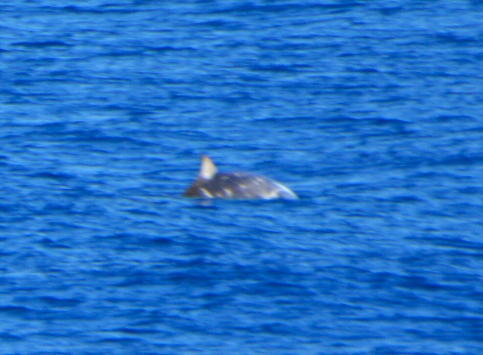 Hyperoodon planifrons