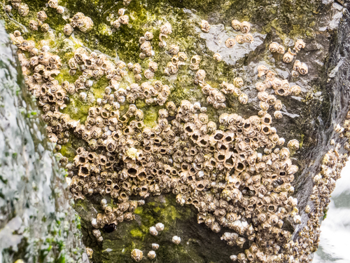Semibalanus balanoides