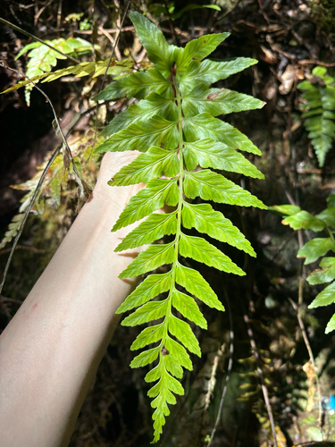 Asplenium lobulatum observed 2026-01-12