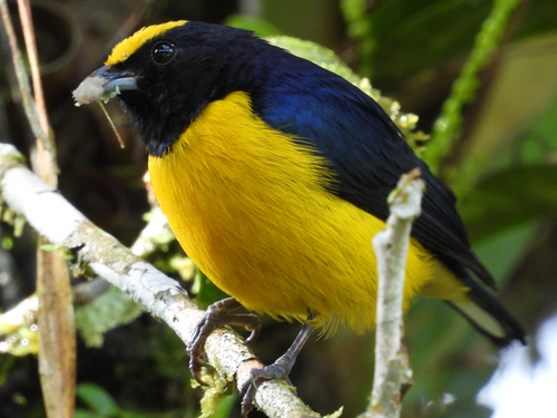 Orange-bellied Euphonia (Euphonia xanthogaster)