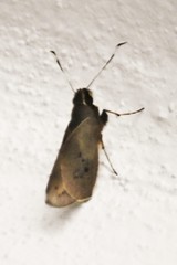 Carystoides abrahami