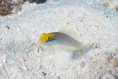 Valenciennea strigata