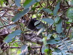 Batara cinerea