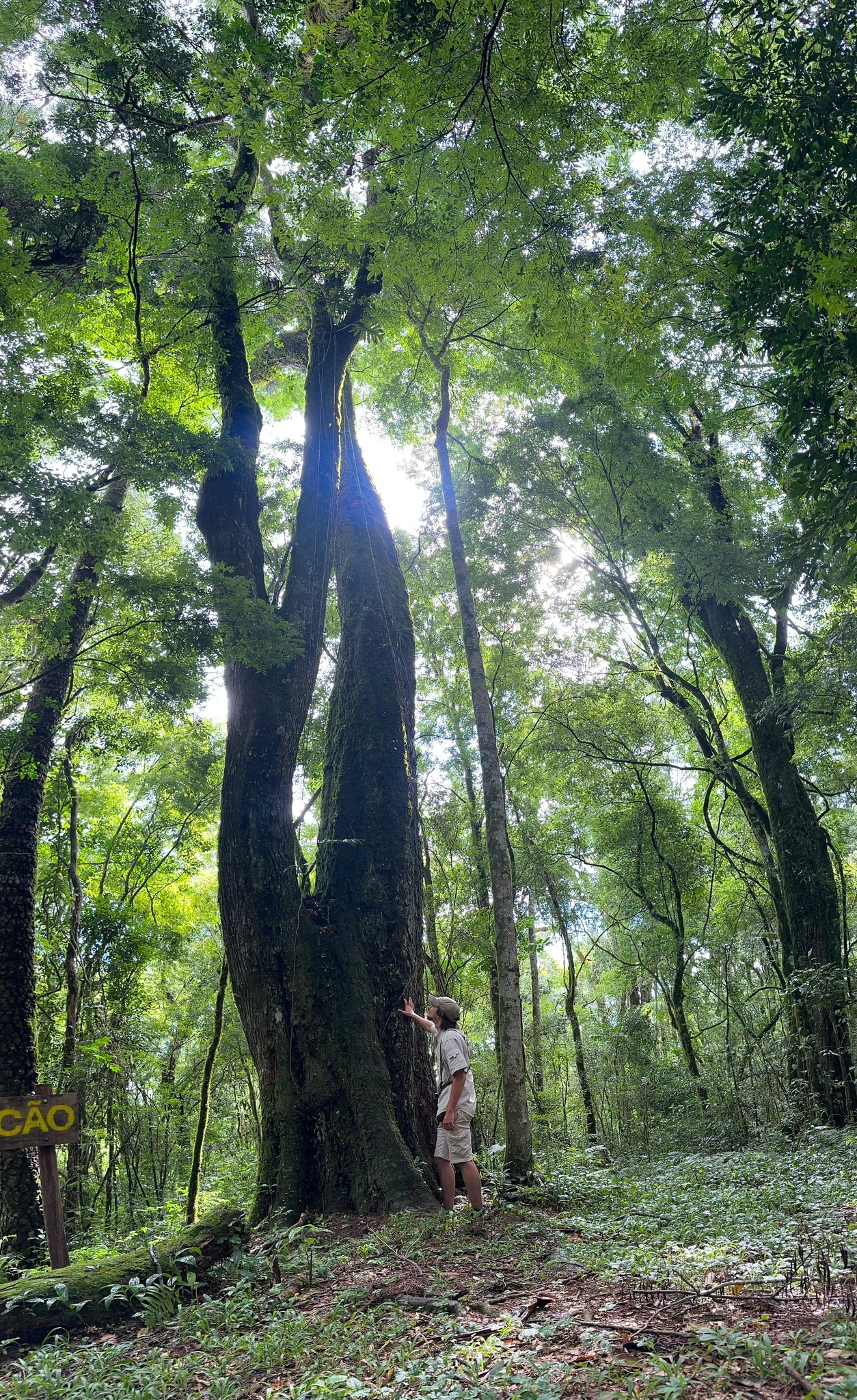 Imagem de Gurucaia