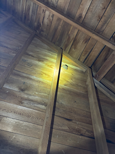 Chimney Swift observed by kooky_kritter