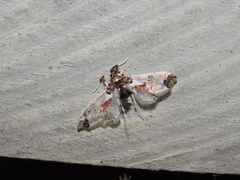 Neoleucinodes