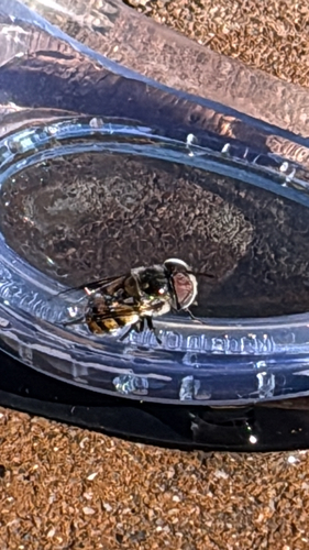 Unknown species found near N Sundown Dr, Scottsdale, AZ, US