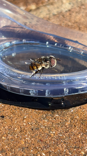 Unknown species found near N Sundown Dr, Scottsdale, AZ, US