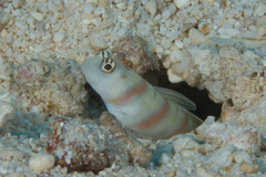 Amblyeleotris steinitzi