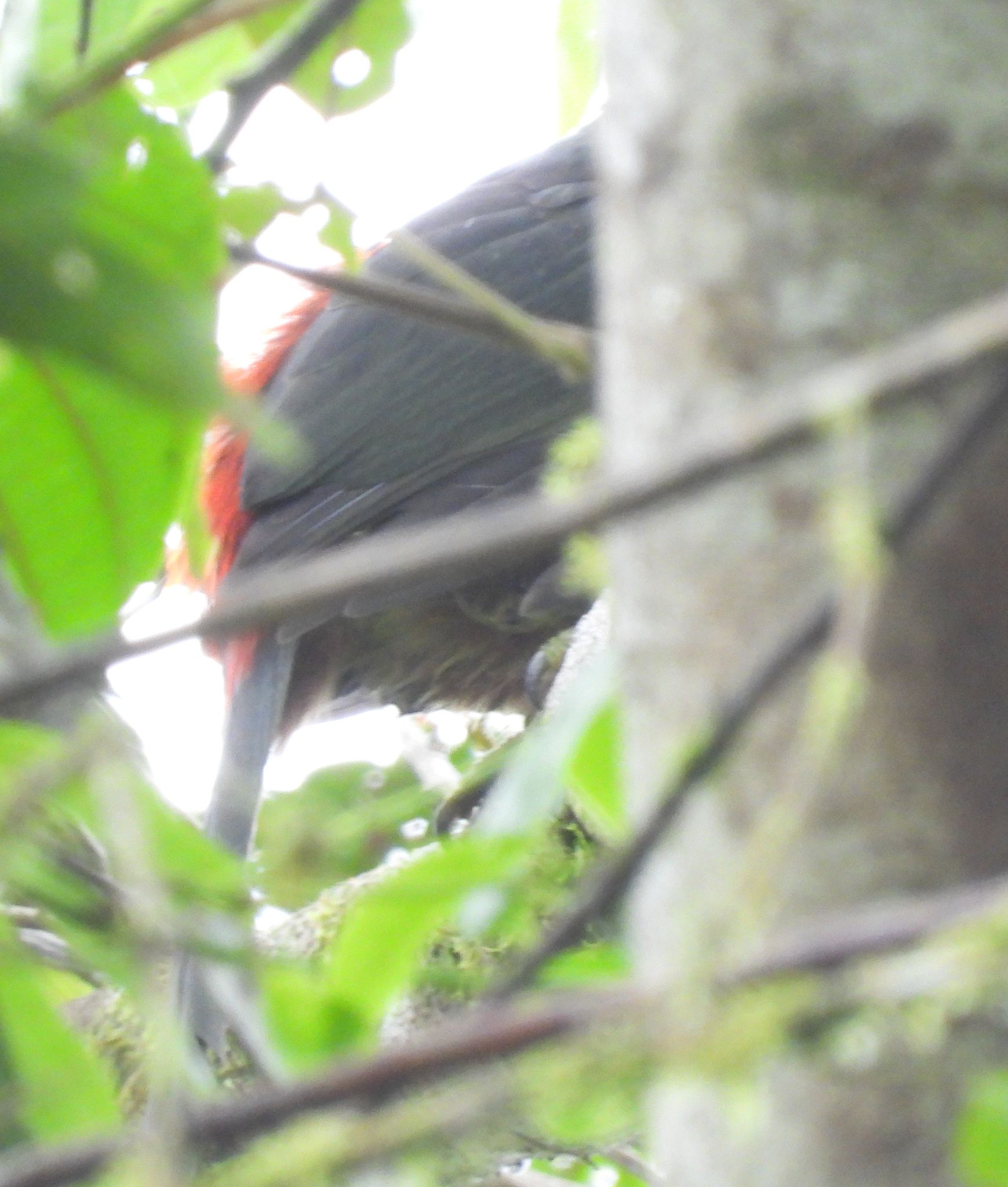 Pale-mandibled Aracari (Pteroglossus erythropygius), photo 5