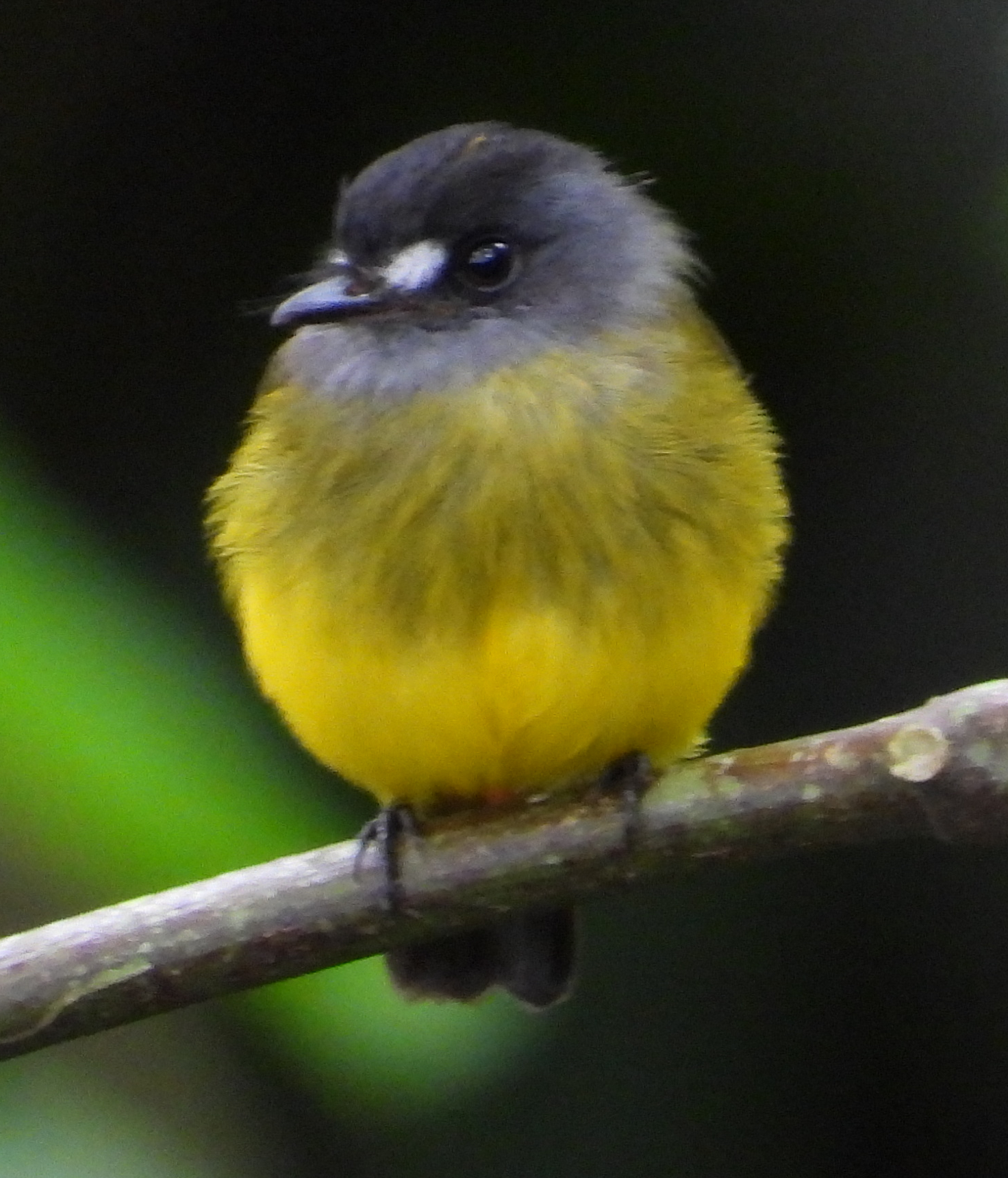 Ornate Flycatcher (Myiotriccus ornatus), photo 2
