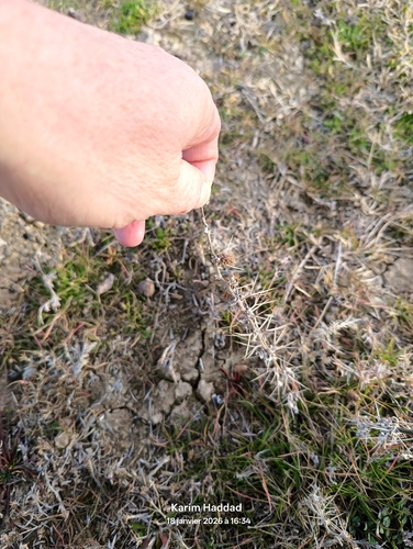 spiny cocklebur