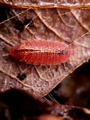 Androniscus dentiger