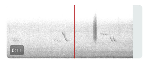 Scrub Euphonia (Euphonia affinis), photo 2