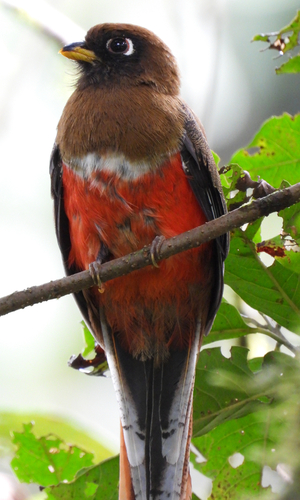 Collared Trogon (Trogon collaris)