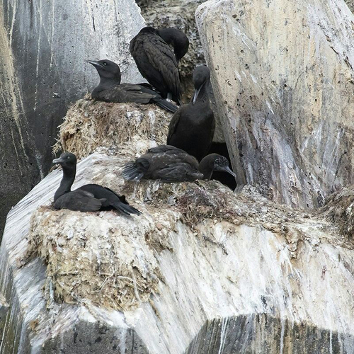 iNaturalist: (c) Yolande Oelsen, some rights reserved (CC BY-NC), uploaded by Yolande Oelsen iNaturalist image