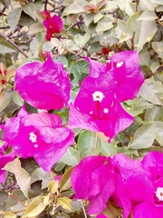 Bougainvillea