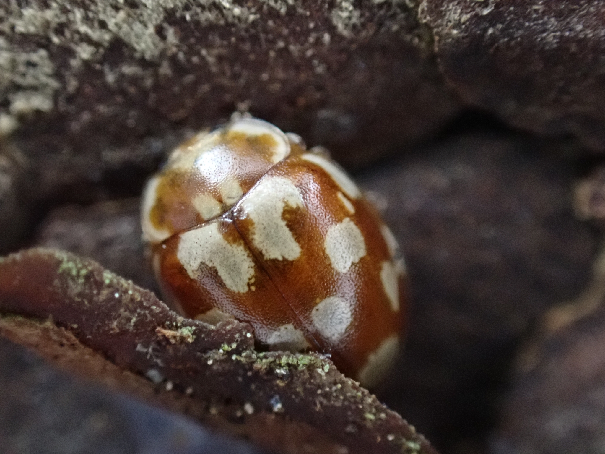 Myrrha octodecimguttata