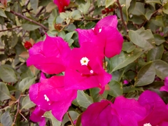 Bougainvillea