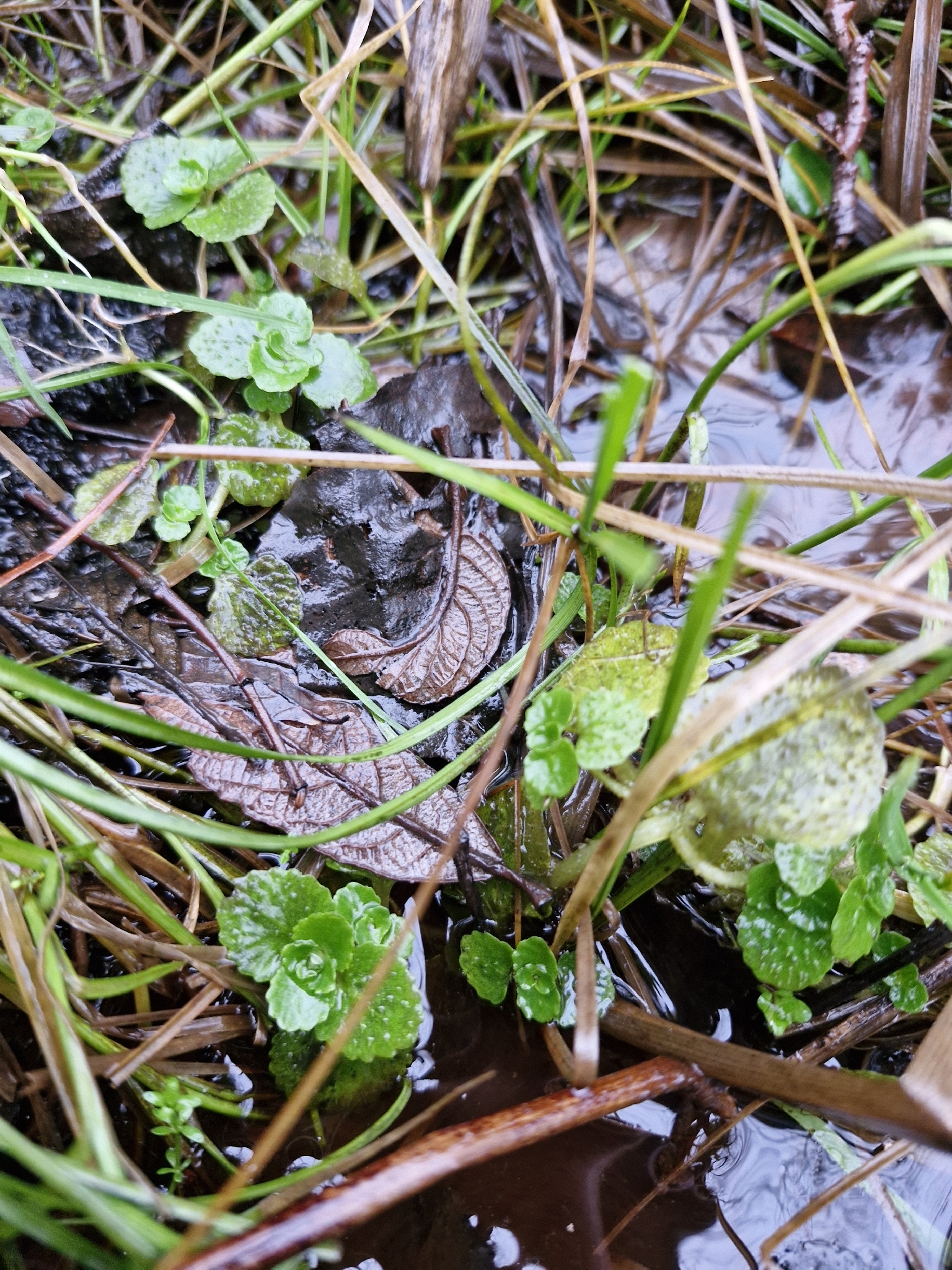 Imagem de Chrysosplenium oppositifolium