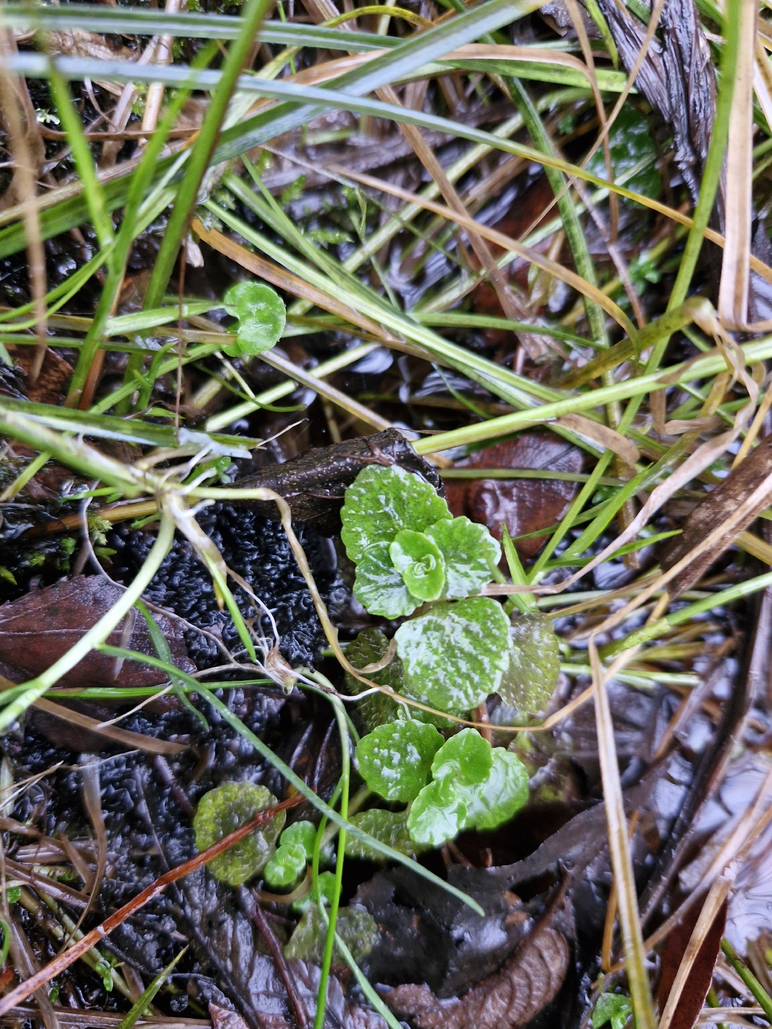 Imagem de Chrysosplenium oppositifolium