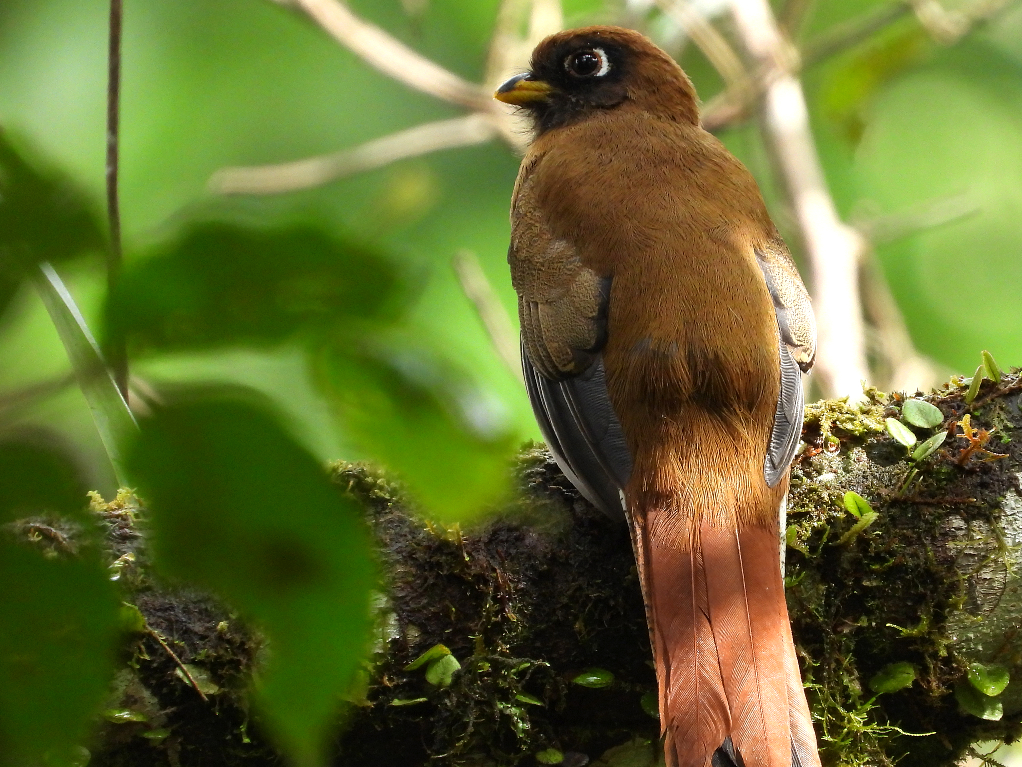 Collared Trogon (Trogon collaris), photo 2