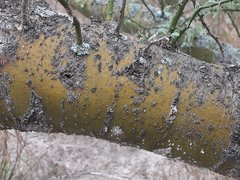 Parkinsonia texana macra